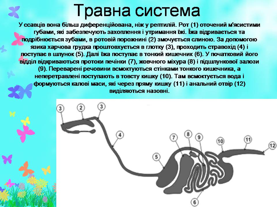 Презентація на тему «Внутрішня будова ссавців» (варіант 2) - Слайд #2 Презентація на тему «Внутрішня будова ссавців» (варіант 2) - Слайд #2