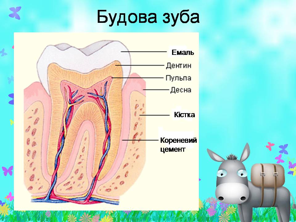 Презентація на тему «Внутрішня будова ссавців» (варіант 2) - Слайд #4 Презентація на тему «Внутрішня будова ссавців» (варіант 2) - Слайд #4