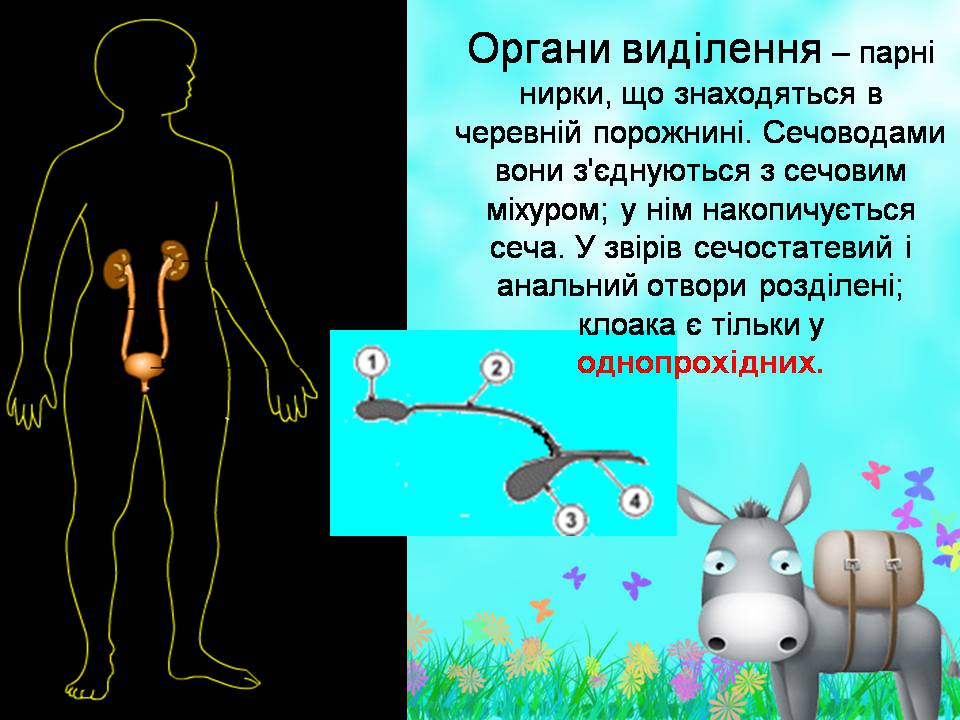 Презентація на тему «Внутрішня будова ссавців» (варіант 2) - Слайд #7 Презентація на тему «Внутрішня будова ссавців» (варіант 2) - Слайд #7