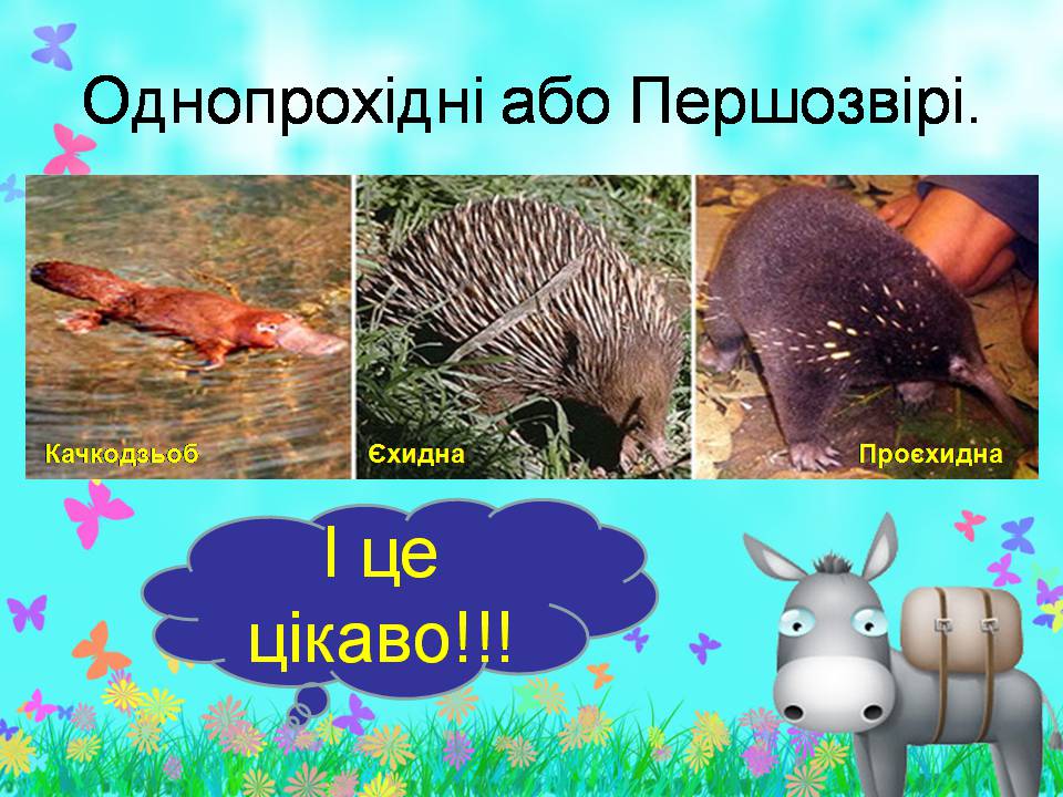 Презентація на тему «Внутрішня будова ссавців» (варіант 2) - Слайд #8 Презентація на тему «Внутрішня будова ссавців» (варіант 2) - Слайд #8