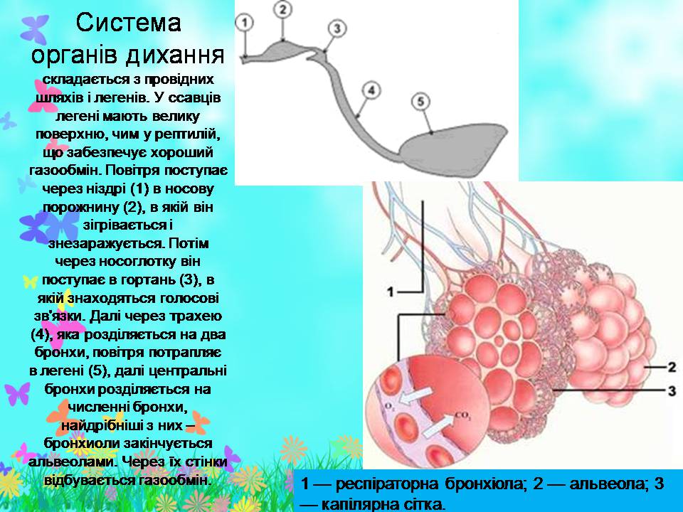Презентація на тему «Внутрішня будова ссавців» (варіант 2) - Слайд #9 Презентація на тему «Внутрішня будова ссавців» (варіант 2) - Слайд #9
