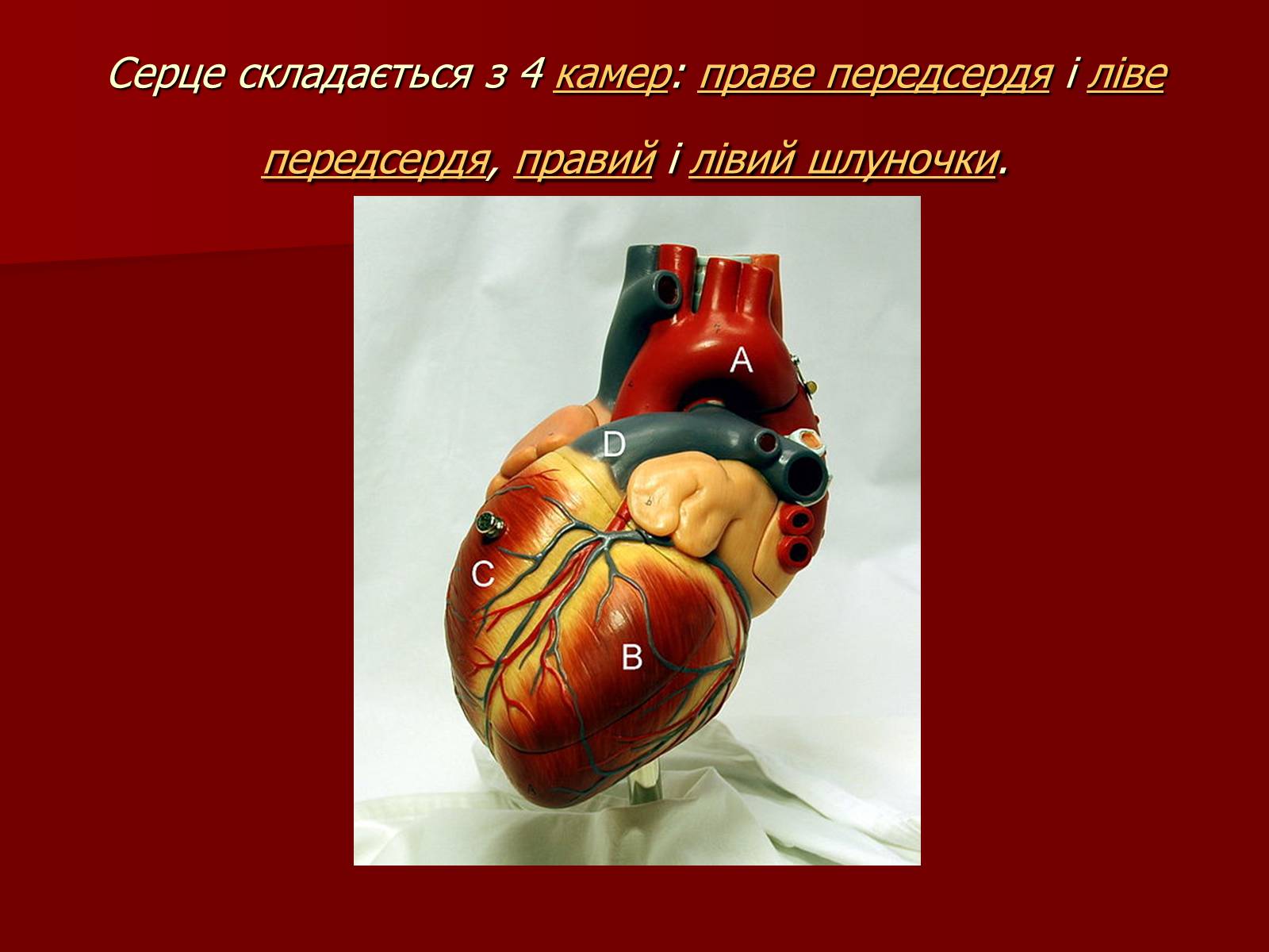 Презентація на тему «Серце людини і тварин» - Слайд #3 Презентація на тему «Серце людини і тварин» - Слайд #3