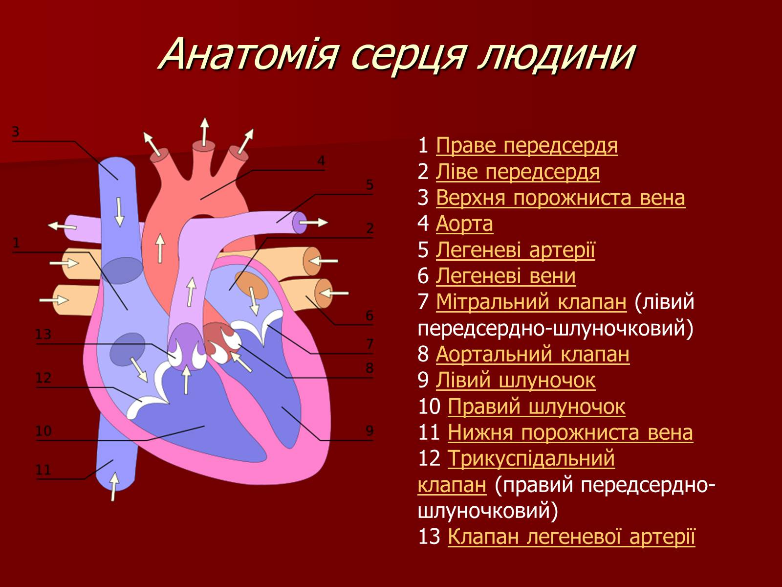 Презентація на тему «Серце людини і тварин» - Слайд #4 Презентація на тему «Серце людини і тварин» - Слайд #4