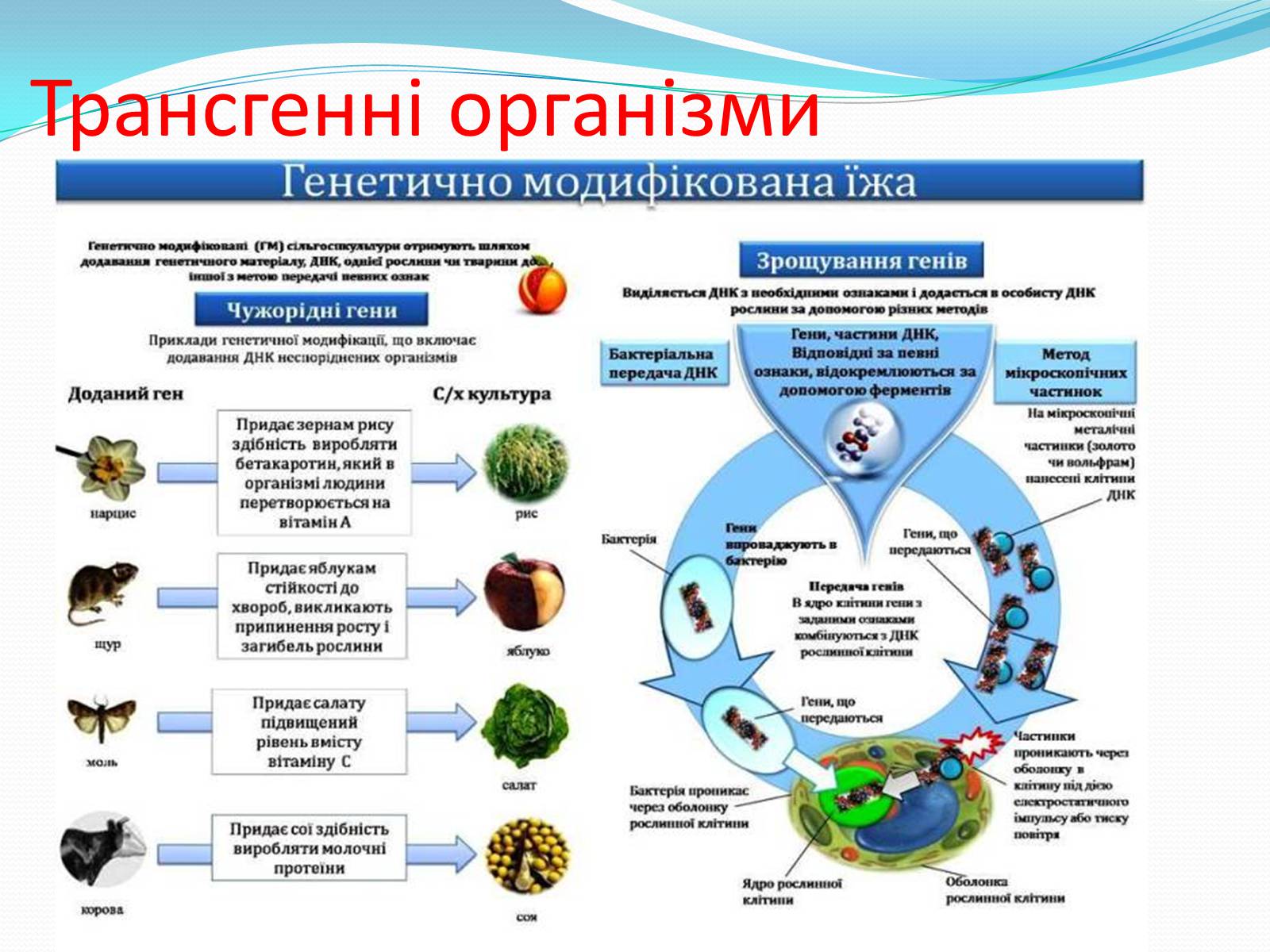 Презентація на тему «Основні напрямки сучасної біотехнології» (варіант 2) - Слайд #10 Презентація на тему «Основні напрямки сучасної біотехнології» (варіант 2) - Слайд #10