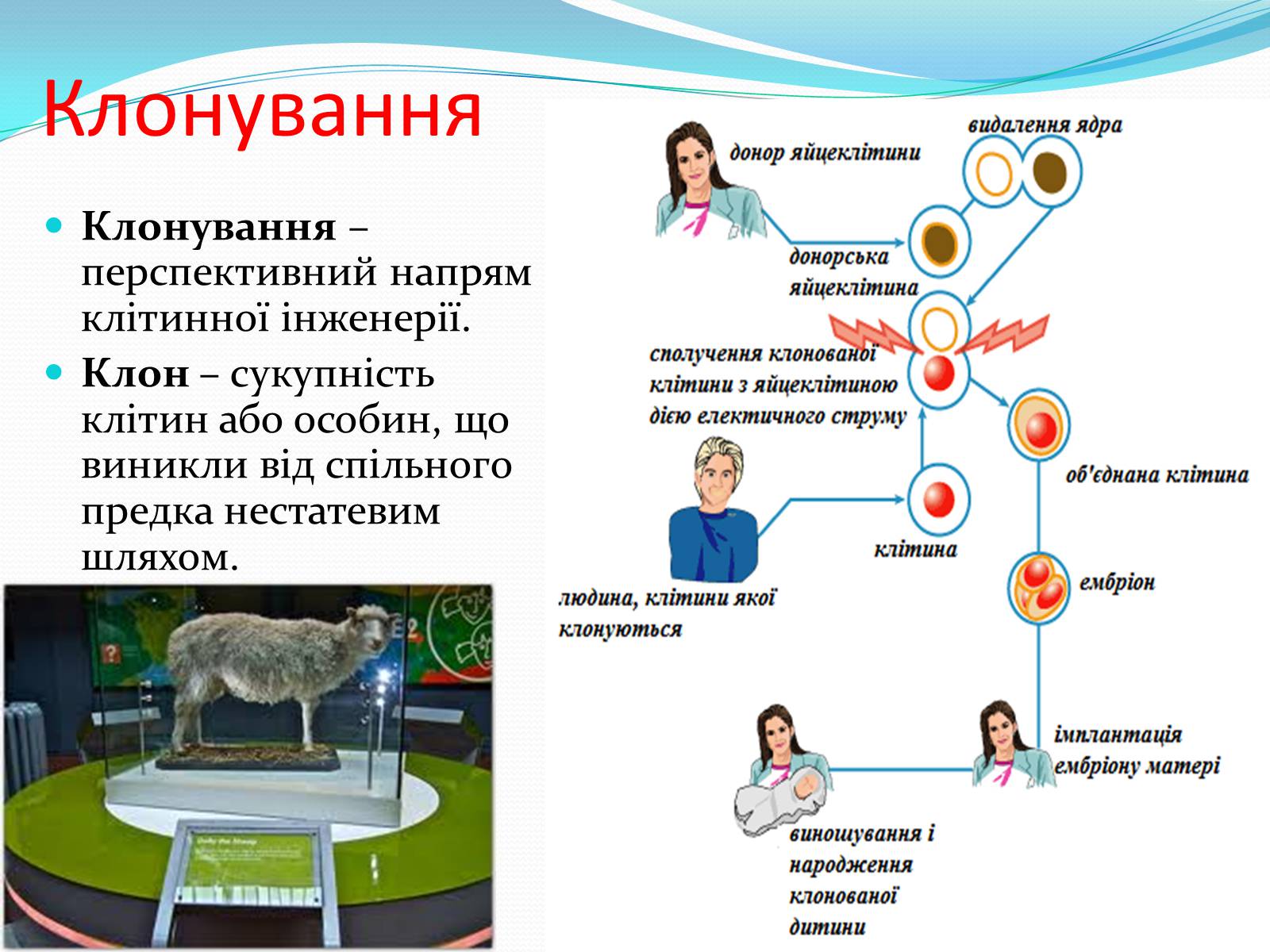 Презентація на тему «Основні напрямки сучасної біотехнології» (варіант 2) - Слайд #11 Презентація на тему «Основні напрямки сучасної біотехнології» (варіант 2) - Слайд #11