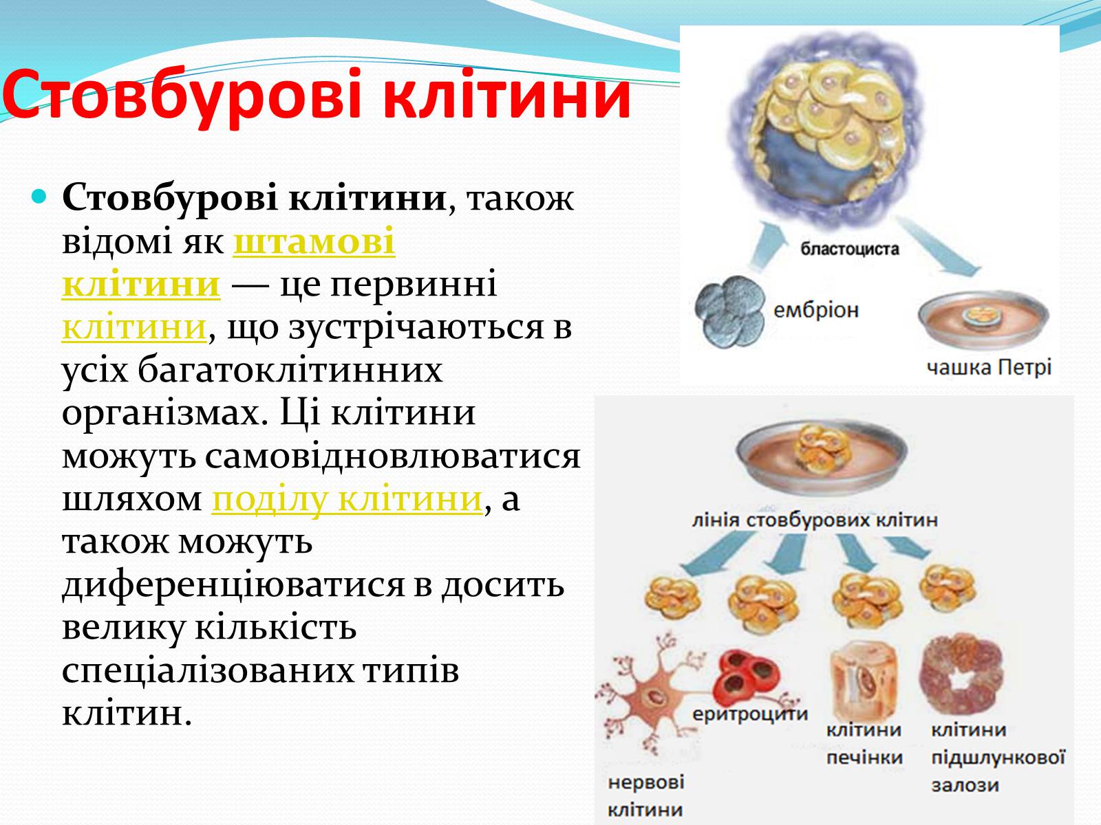 Презентація на тему «Основні напрямки сучасної біотехнології» (варіант 2) - Слайд #14 Презентація на тему «Основні напрямки сучасної біотехнології» (варіант 2) - Слайд #14