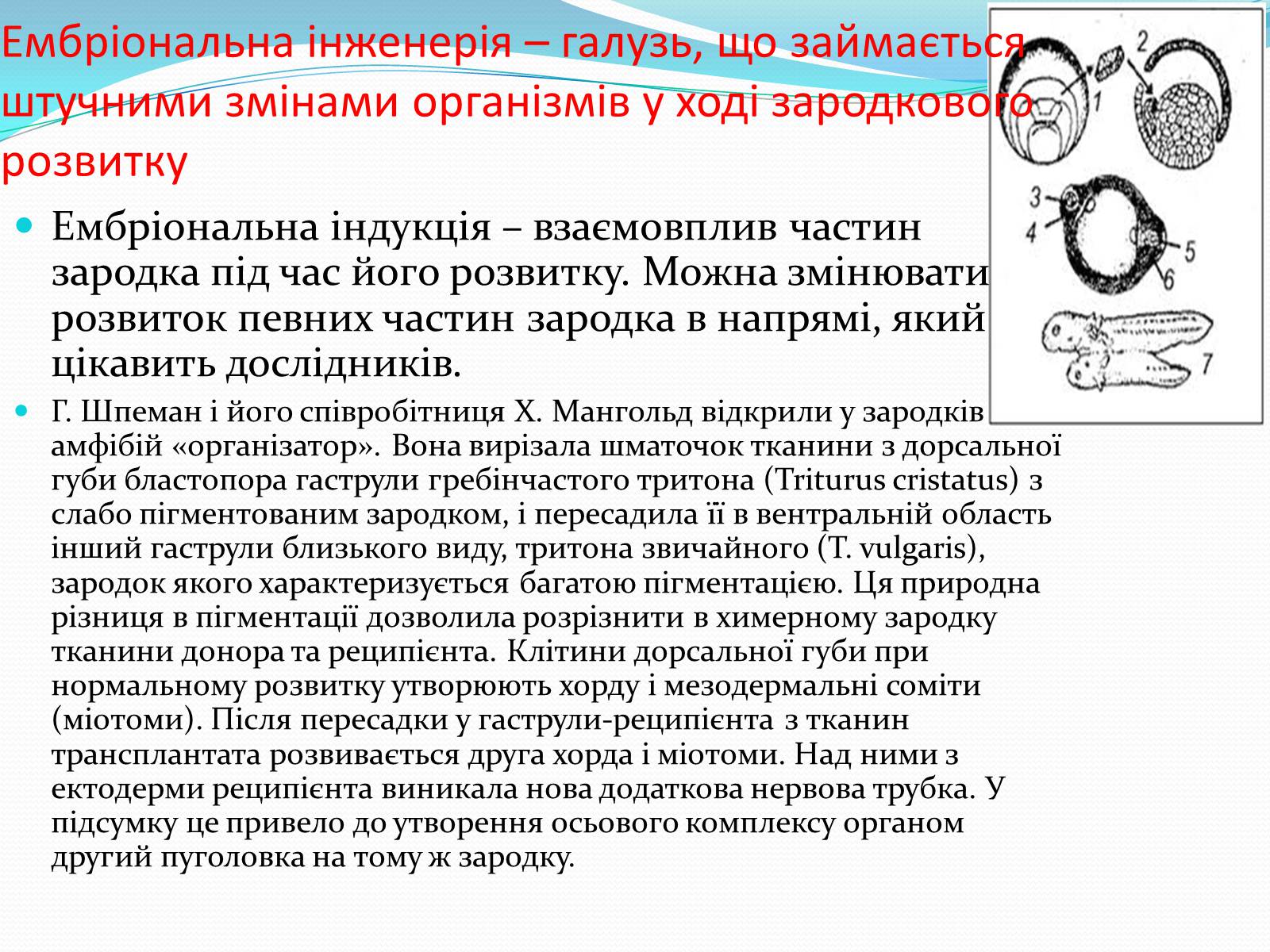 Презентація на тему «Основні напрямки сучасної біотехнології» (варіант 2) - Слайд #15 Презентація на тему «Основні напрямки сучасної біотехнології» (варіант 2) - Слайд #15