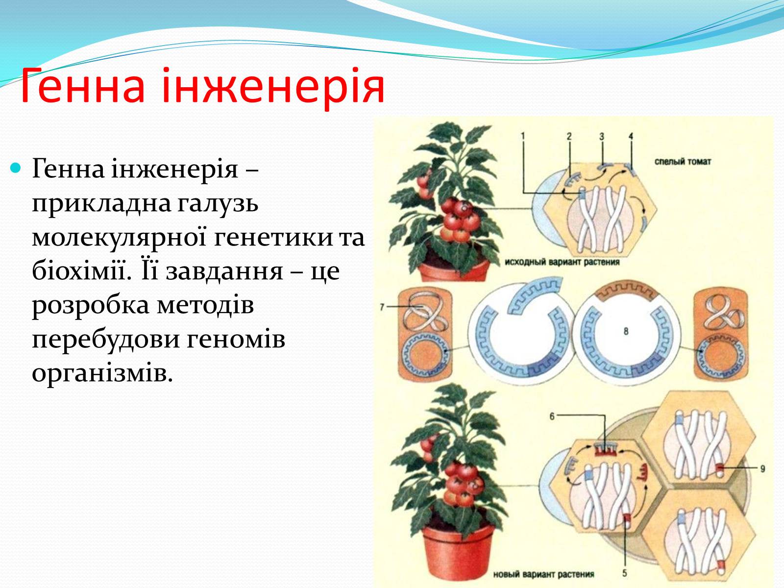 Презентація на тему «Основні напрямки сучасної біотехнології» (варіант 2) - Слайд #6 Презентація на тему «Основні напрямки сучасної біотехнології» (варіант 2) - Слайд #6