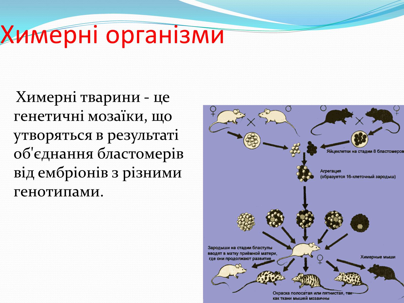 Презентація на тему «Основні напрямки сучасної біотехнології» (варіант 2) - Слайд #9 Презентація на тему «Основні напрямки сучасної біотехнології» (варіант 2) - Слайд #9