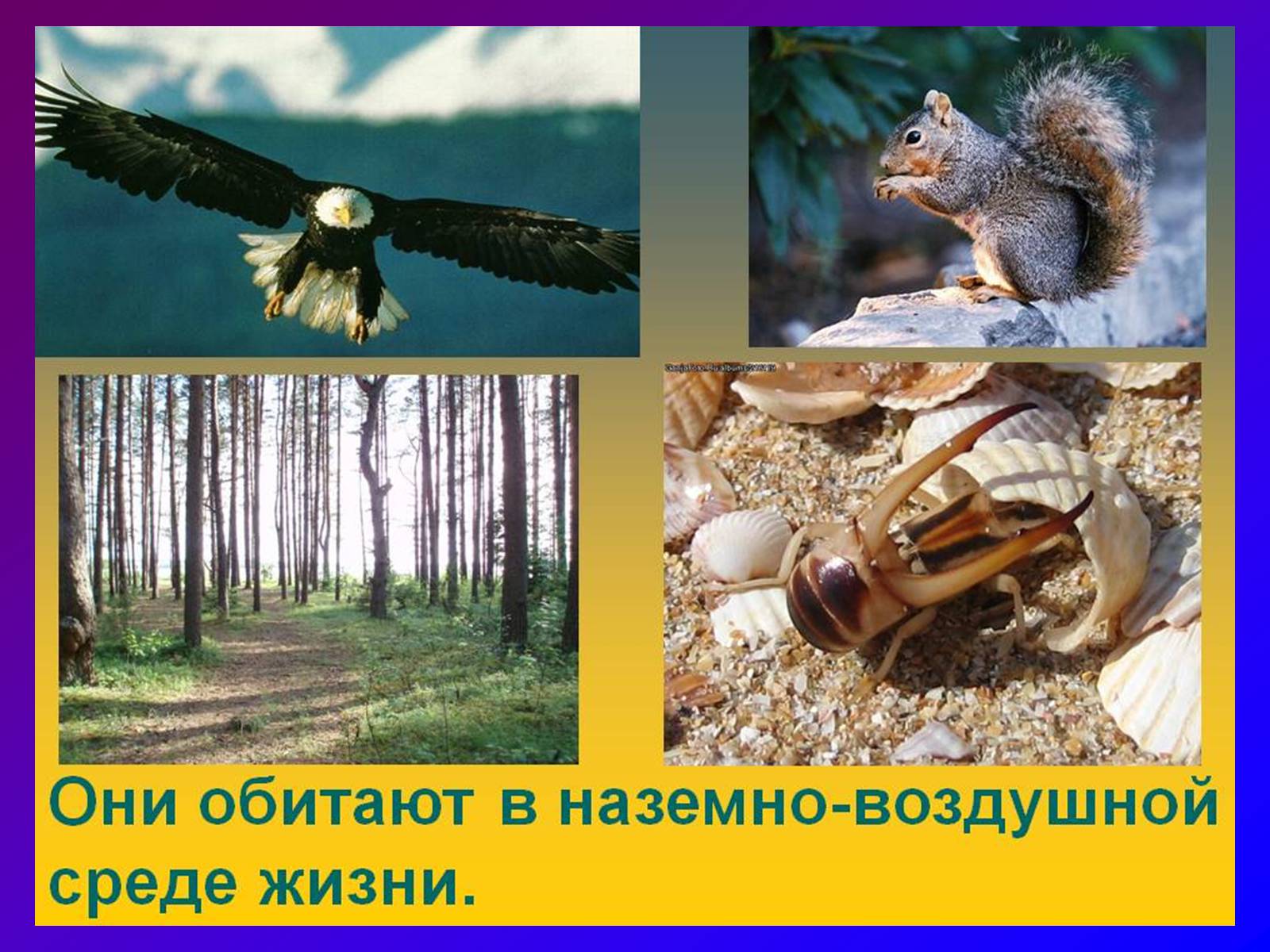 Презентація на тему «Наземно-повітряне середовище» - Слайд #5