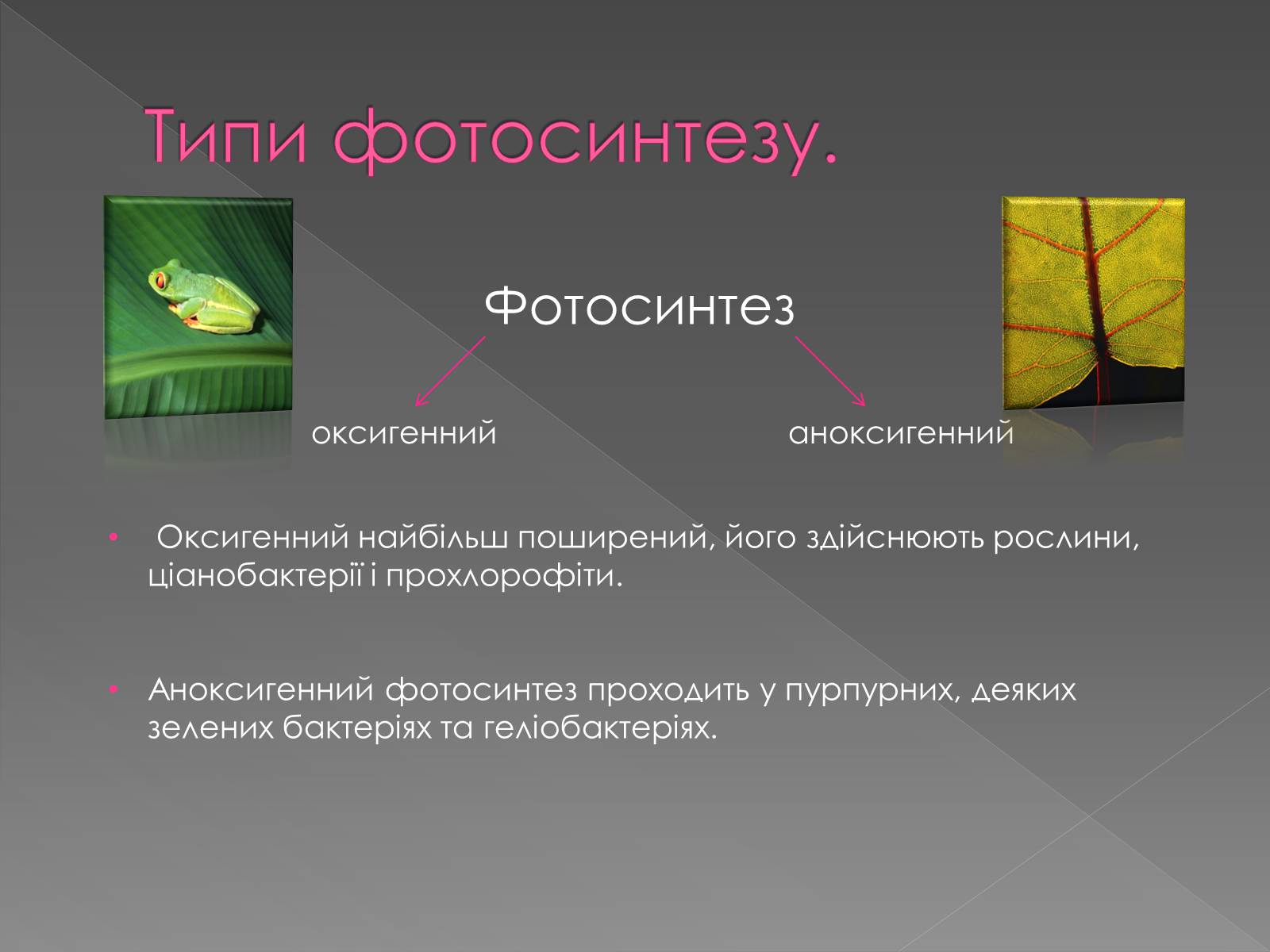 Презентація на тему «Фотосинтез» (варіант 1) - Слайд #3 Презентація на тему «Фотосинтез» (варіант 1) - Слайд #3