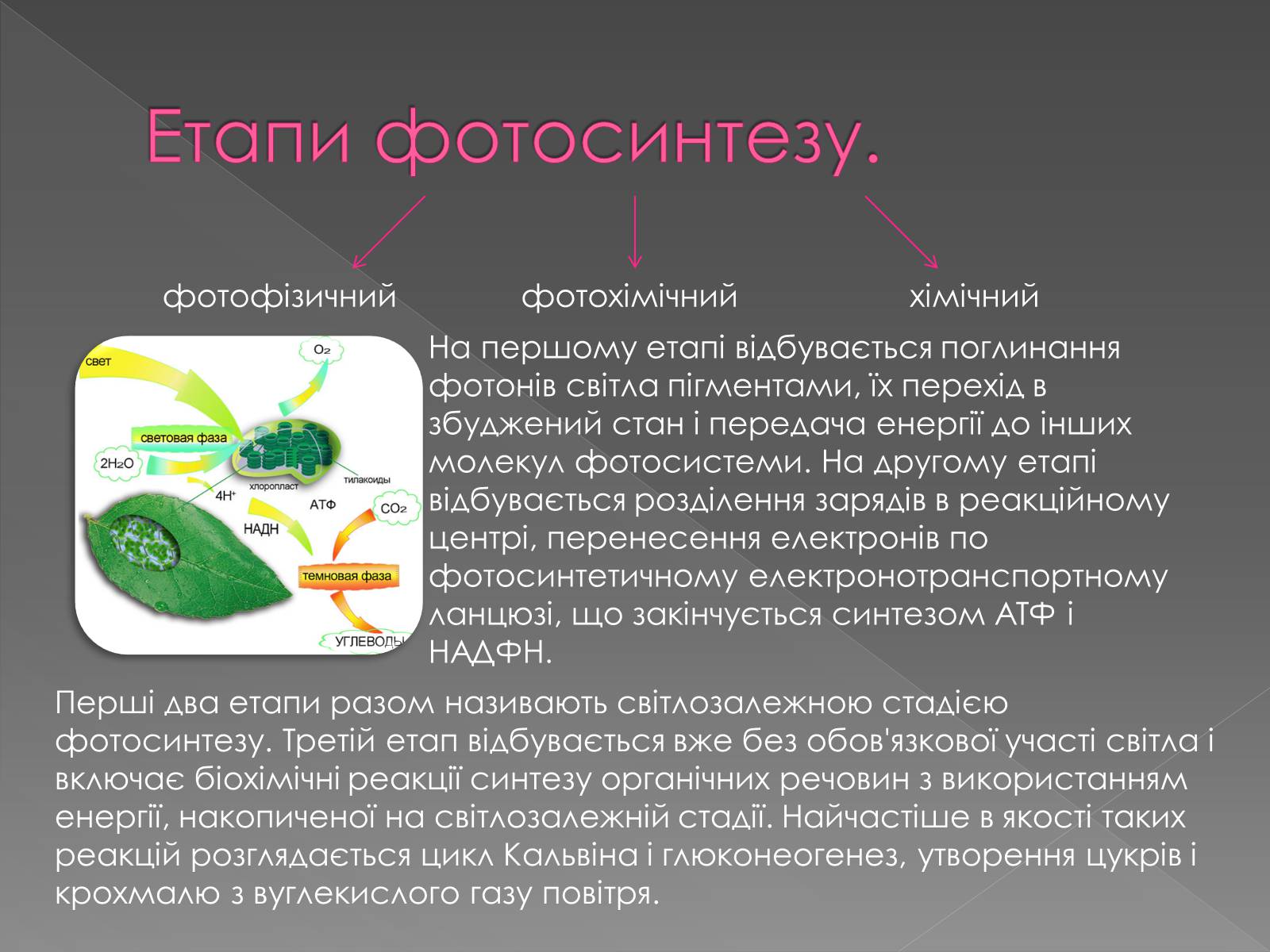 Презентація на тему «Фотосинтез» (варіант 1) - Слайд #4 Презентація на тему «Фотосинтез» (варіант 1) - Слайд #4