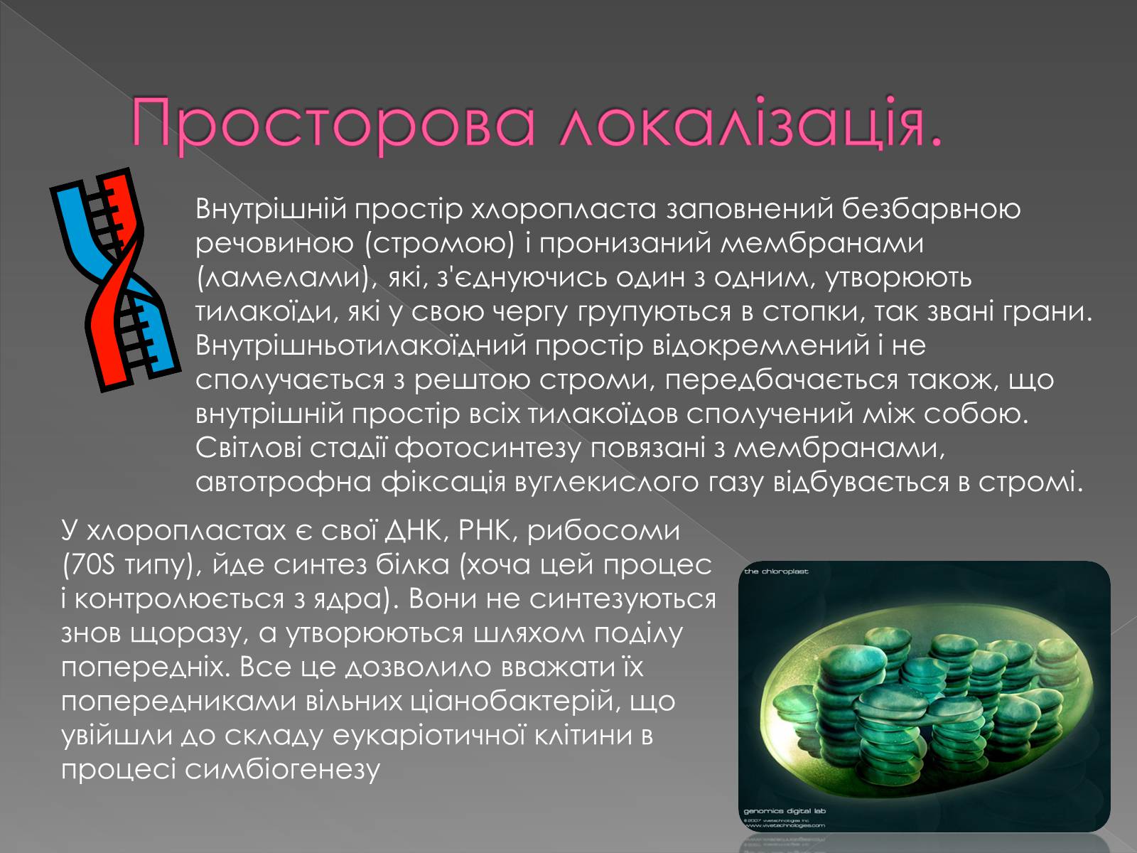 Презентація на тему «Фотосинтез» (варіант 1) - Слайд #6 Презентація на тему «Фотосинтез» (варіант 1) - Слайд #6