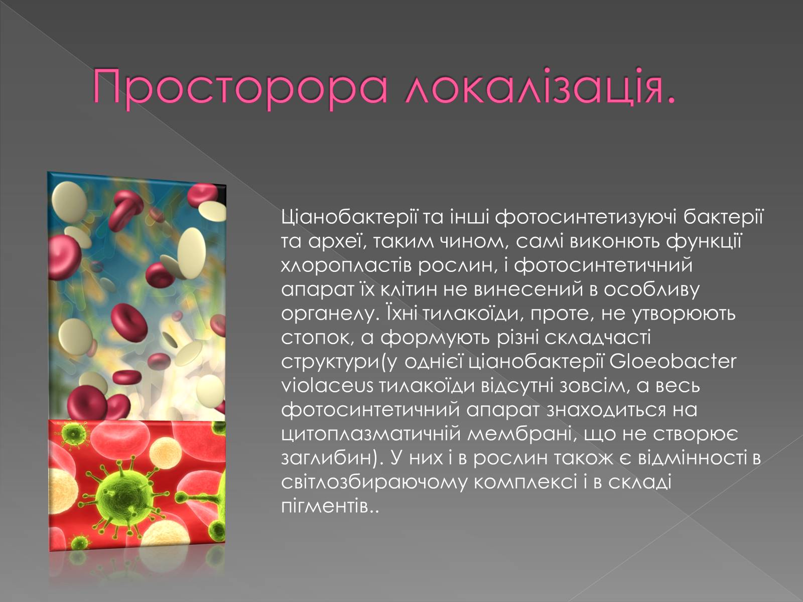 Презентація на тему «Фотосинтез» (варіант 1) - Слайд #7 Презентація на тему «Фотосинтез» (варіант 1) - Слайд #7