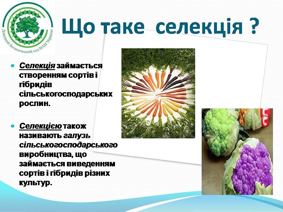 Презентація на тему «Генетичні основи селекції рослин» (варіант 3) - Слайд #3 Презентація на тему «Генетичні основи селекції рослин» (варіант 3) - Слайд #3