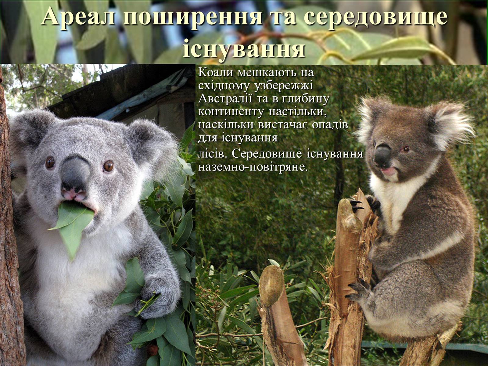 Презентація на тему «Коала» - Слайд #4 Презентація на тему «Коала» - Слайд #4