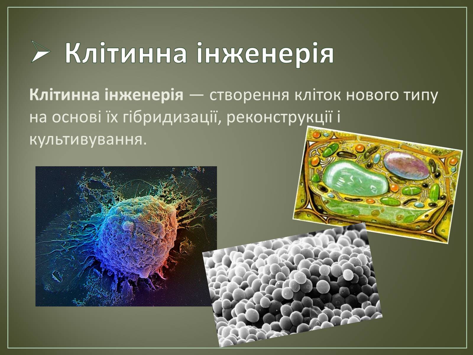 Презентація на тему «Основні напрямки біотехнології» - Слайд #19 Презентація на тему «Основні напрямки біотехнології» - Слайд #19