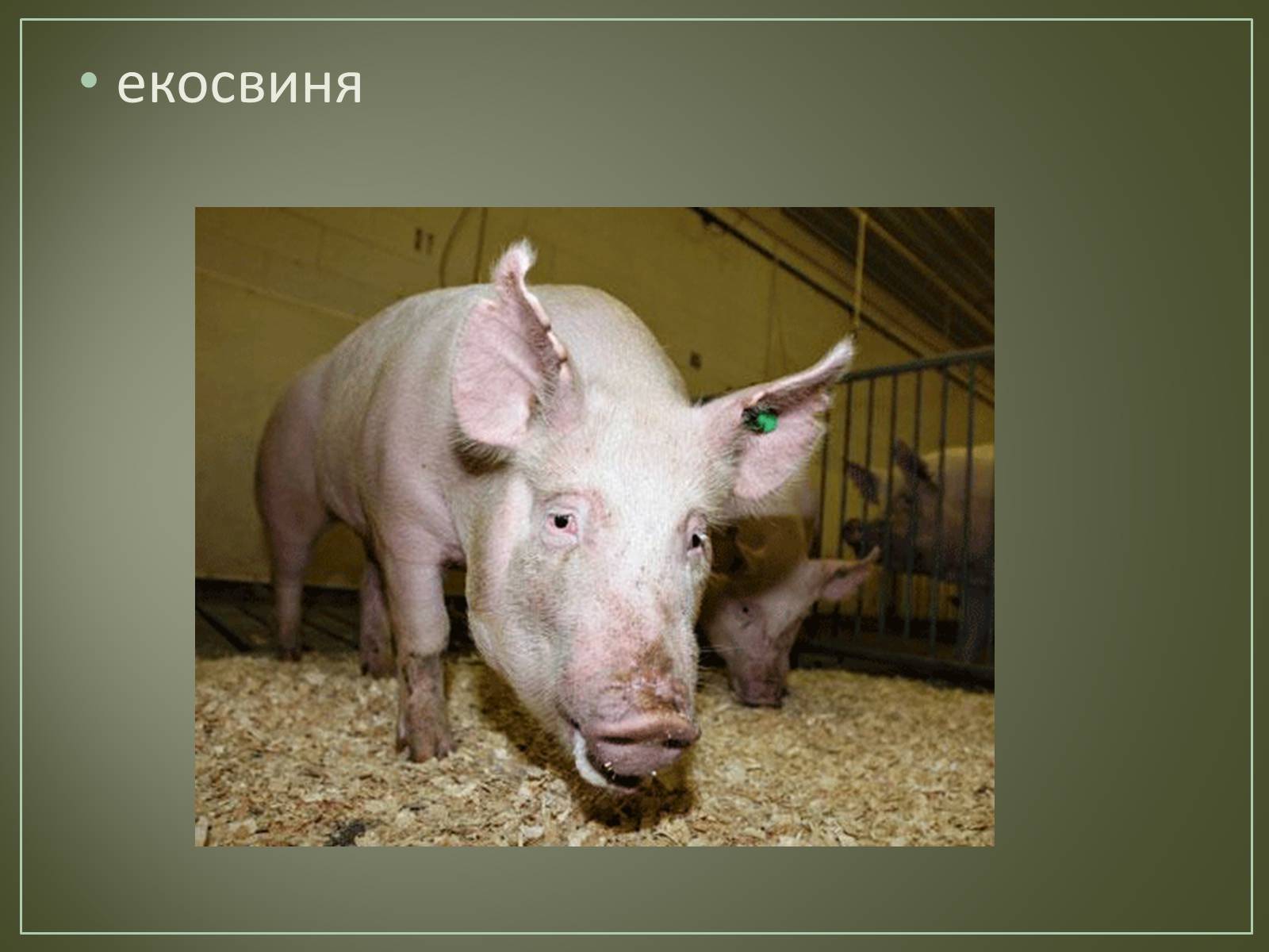 Презентація на тему «Основні напрямки біотехнології» - Слайд #8 Презентація на тему «Основні напрямки біотехнології» - Слайд #8