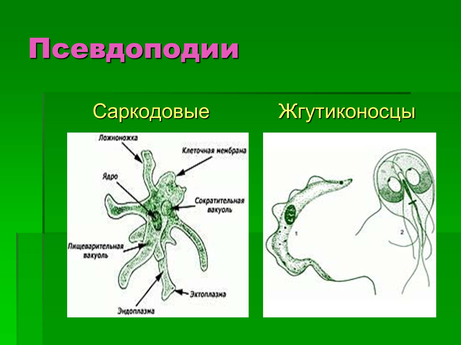 Презентація на тему «Подцарство Одноклеточные или Простейшие» - Слайд #10 Презентація на тему «Подцарство Одноклеточные или Простейшие» - Слайд #10