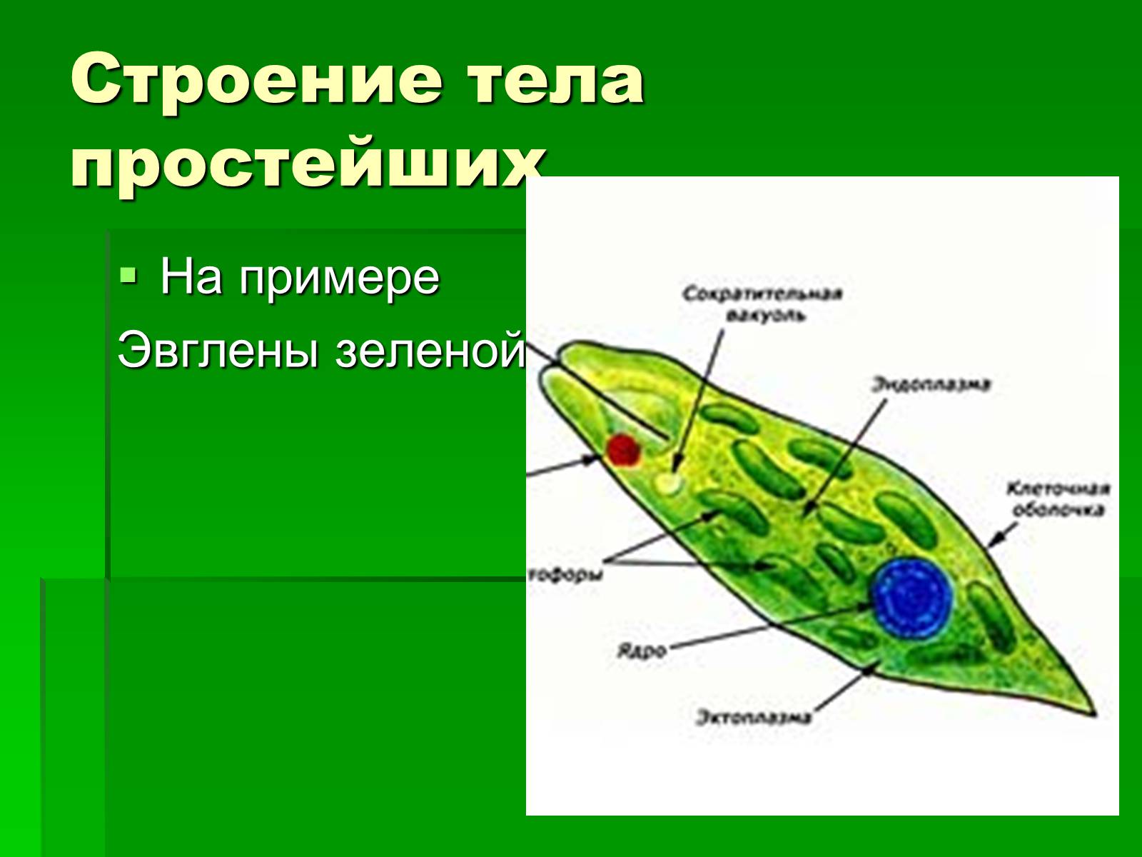Презентація на тему «Подцарство Одноклеточные или Простейшие» - Слайд #13 Презентація на тему «Подцарство Одноклеточные или Простейшие» - Слайд #13