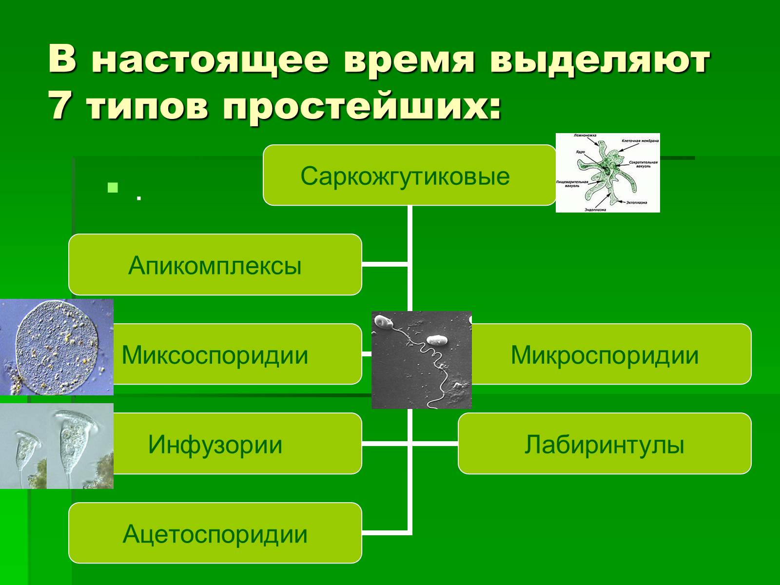 Презентація на тему «Подцарство Одноклеточные или Простейшие» - Слайд #14 Презентація на тему «Подцарство Одноклеточные или Простейшие» - Слайд #14