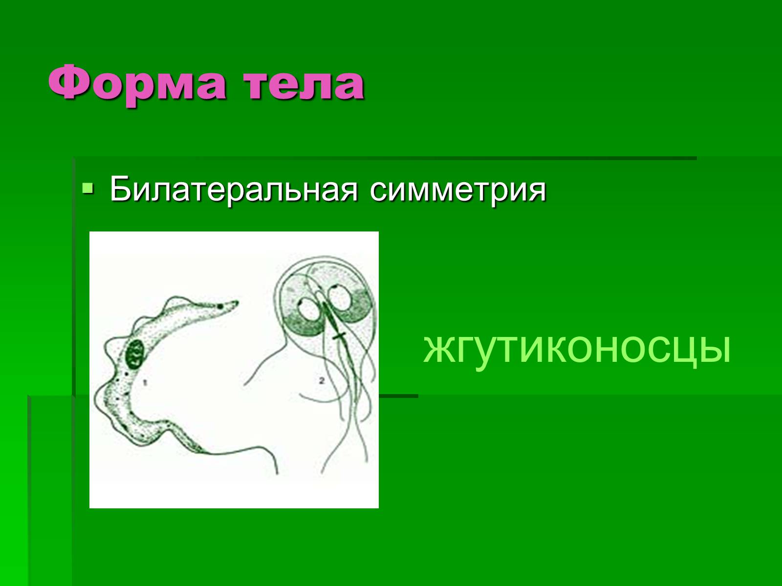 Презентація на тему «Подцарство Одноклеточные или Простейшие» - Слайд #8 Презентація на тему «Подцарство Одноклеточные или Простейшие» - Слайд #8