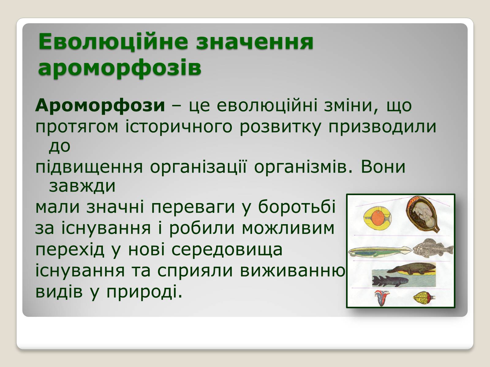 Презентація на тему «Основні ароморфози в еволюції» - Слайд #17 Презентація на тему «Основні ароморфози в еволюції» - Слайд #17