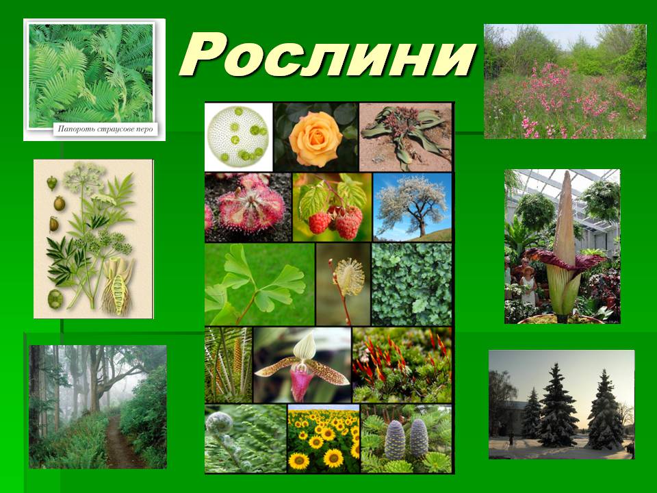 Презентація на тему «Зоологія» - Слайд #15 Презентація на тему «Зоологія» - Слайд #15