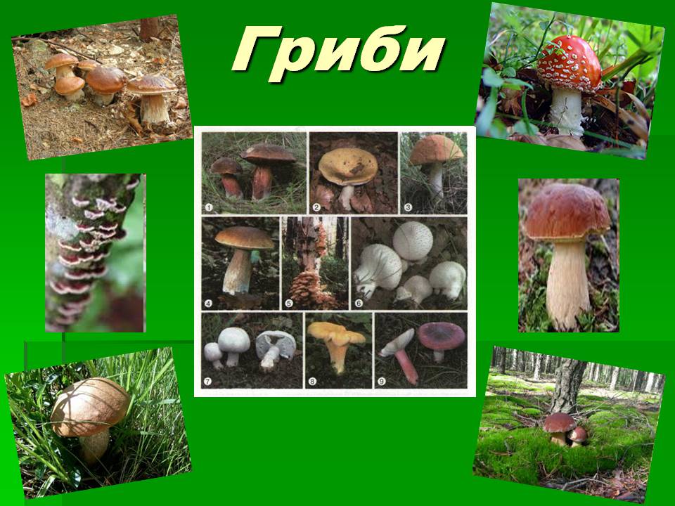 Презентація на тему «Зоологія» - Слайд #17 Презентація на тему «Зоологія» - Слайд #17