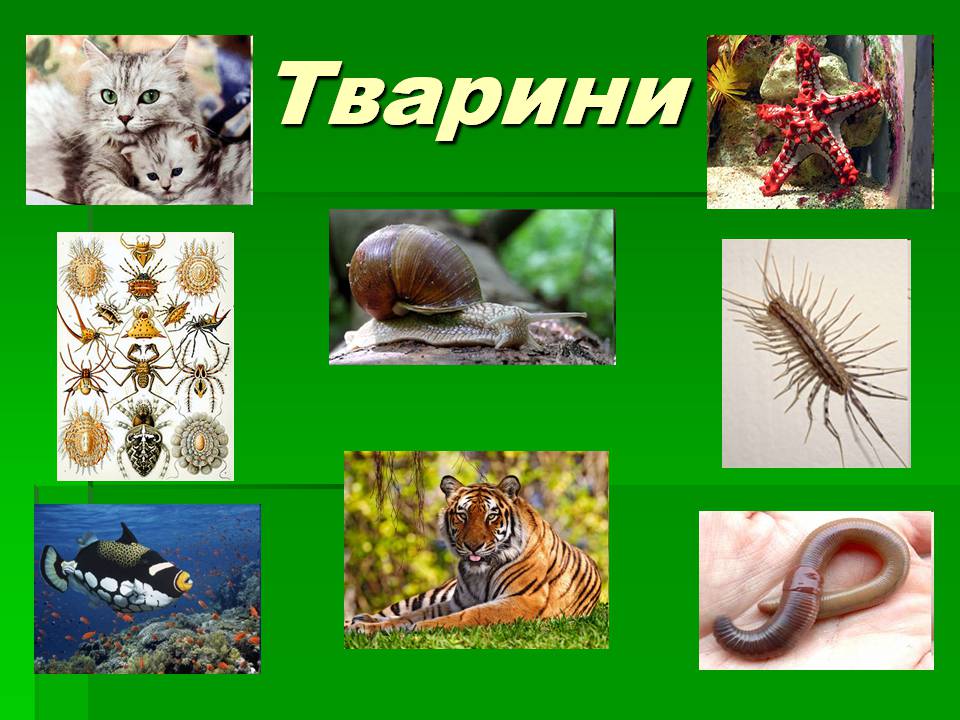 Презентація на тему «Зоологія» - Слайд #19 Презентація на тему «Зоологія» - Слайд #19