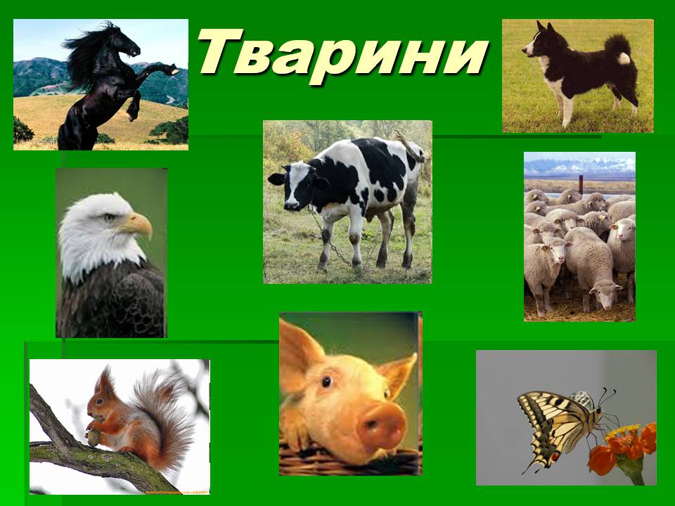 Презентація на тему «Зоологія» - Слайд #20 Презентація на тему «Зоологія» - Слайд #20