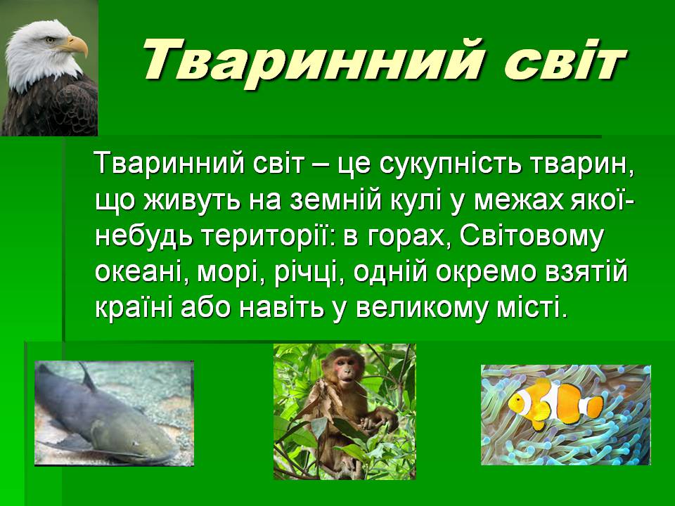 Презентація на тему «Зоологія» - Слайд #6 Презентація на тему «Зоологія» - Слайд #6