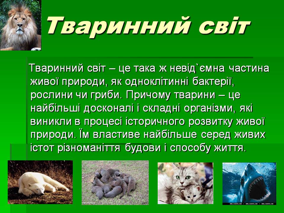 Презентація на тему «Зоологія» - Слайд #7 Презентація на тему «Зоологія» - Слайд #7