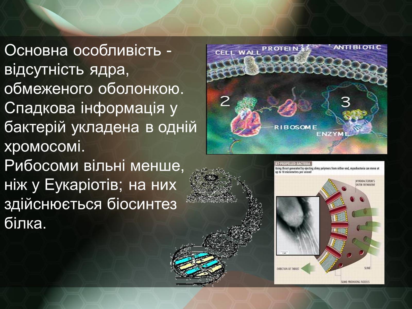 Презентація на тему «Прокаріотична клітина» - Слайд #12 Презентація на тему «Прокаріотична клітина» - Слайд #12
