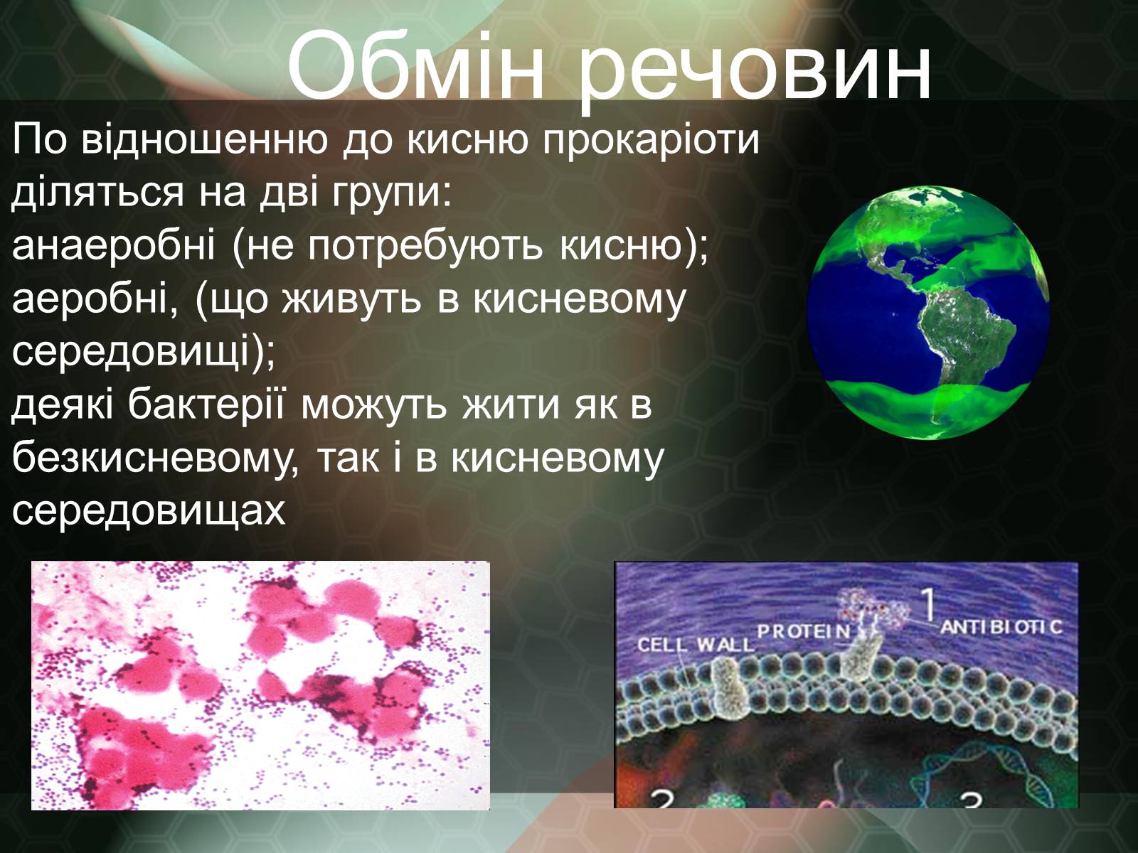 Презентація на тему «Прокаріотична клітина» - Слайд #13 Презентація на тему «Прокаріотична клітина» - Слайд #13