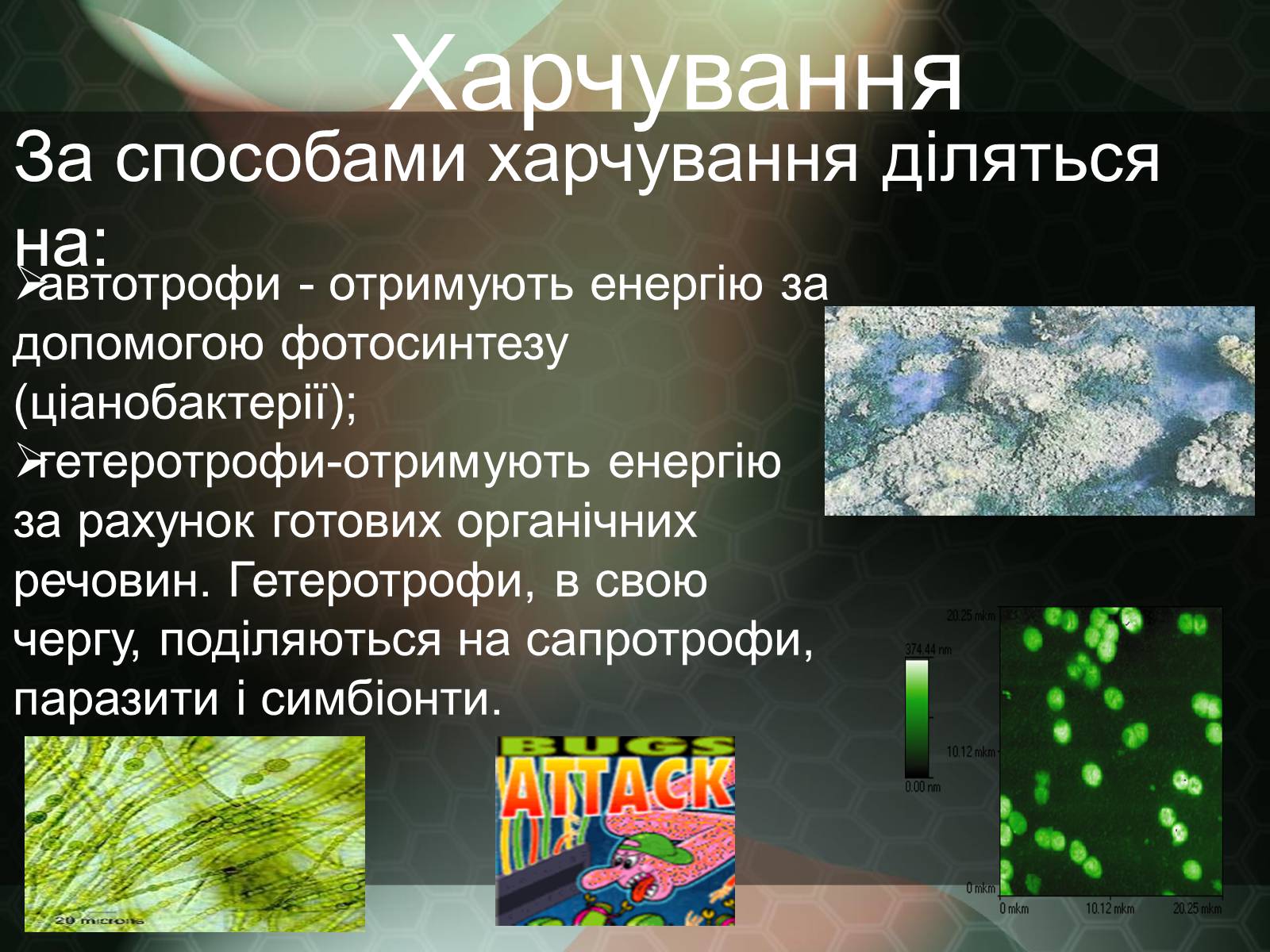 Презентація на тему «Прокаріотична клітина» - Слайд #14 Презентація на тему «Прокаріотична клітина» - Слайд #14