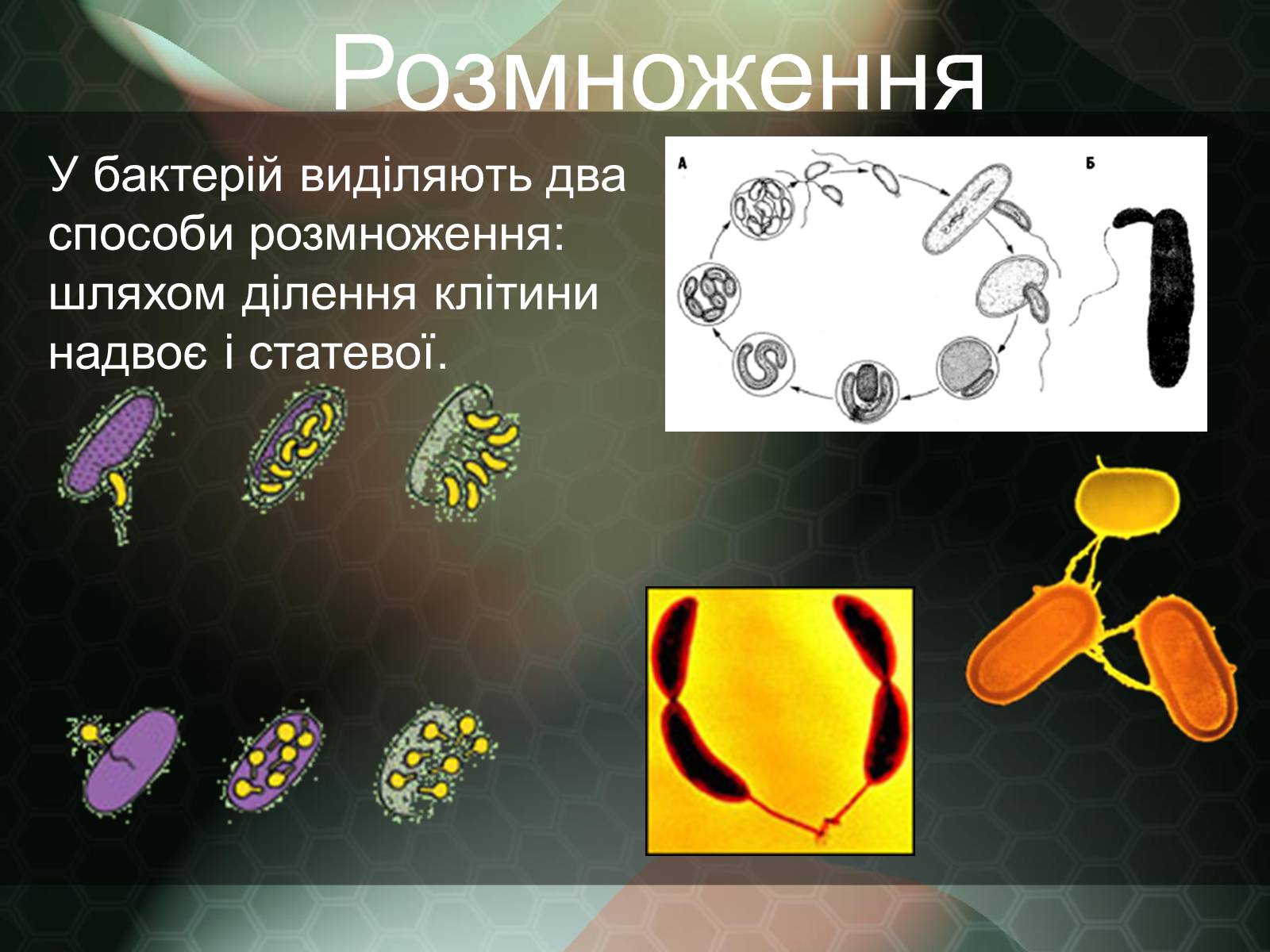 Презентація на тему «Прокаріотична клітина» - Слайд #16 Презентація на тему «Прокаріотична клітина» - Слайд #16