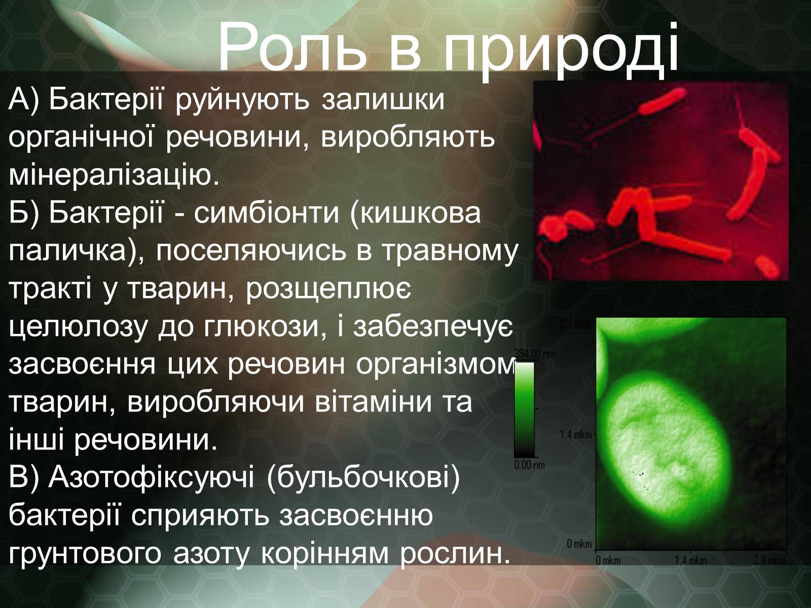 Презентація на тему «Прокаріотична клітина» - Слайд #17 Презентація на тему «Прокаріотична клітина» - Слайд #17