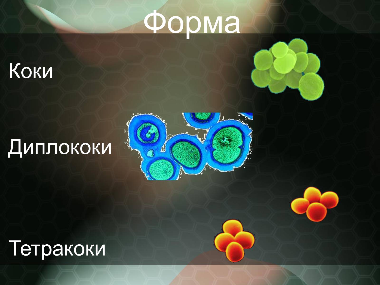 Презентація на тему «Прокаріотична клітина» - Слайд #6 Презентація на тему «Прокаріотична клітина» - Слайд #6