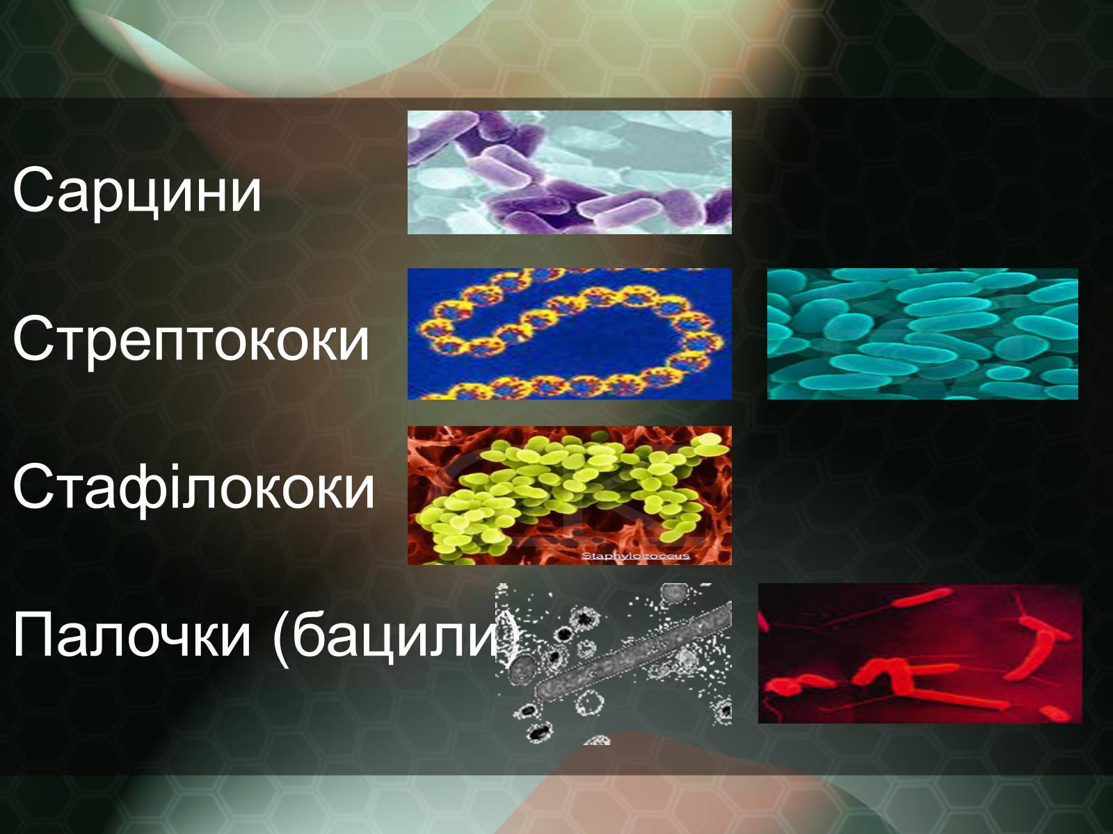Презентація на тему «Прокаріотична клітина» - Слайд #7 Презентація на тему «Прокаріотична клітина» - Слайд #7