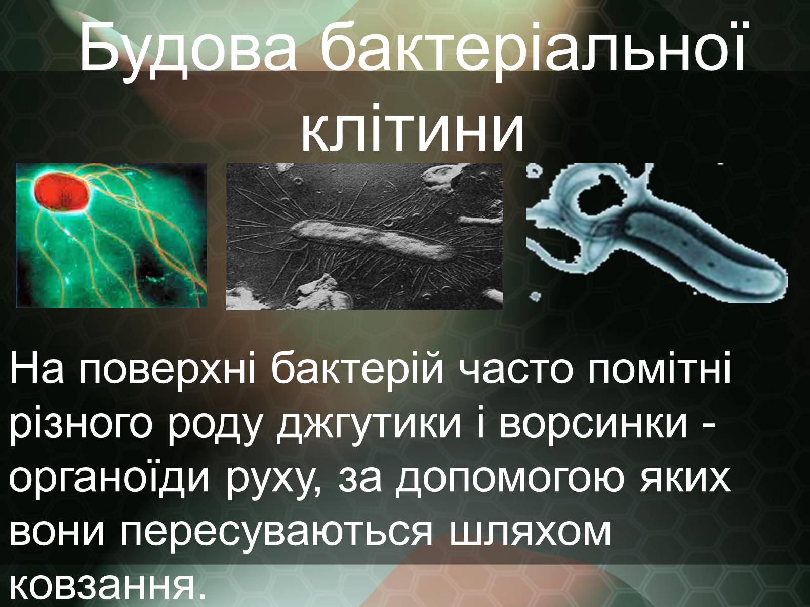 Презентація на тему «Прокаріотична клітина» - Слайд #9 Презентація на тему «Прокаріотична клітина» - Слайд #9