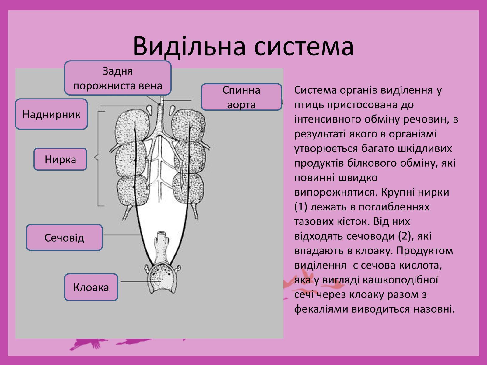 Презентація на тему «Внутрішня будова птахів» (варіант 2) - Слайд #6 Презентація на тему «Внутрішня будова птахів» (варіант 2) - Слайд #6