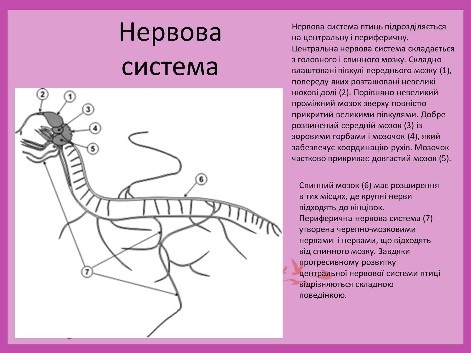 Презентація на тему «Внутрішня будова птахів» (варіант 2) - Слайд #7 Презентація на тему «Внутрішня будова птахів» (варіант 2) - Слайд #7