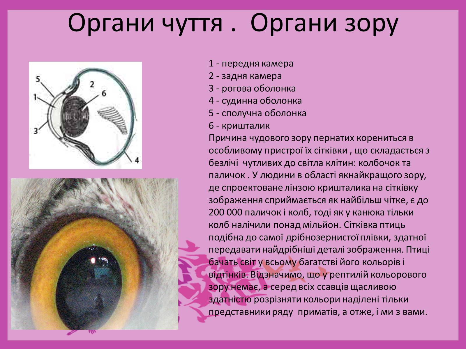 Презентація на тему «Внутрішня будова птахів» (варіант 2) - Слайд #8 Презентація на тему «Внутрішня будова птахів» (варіант 2) - Слайд #8