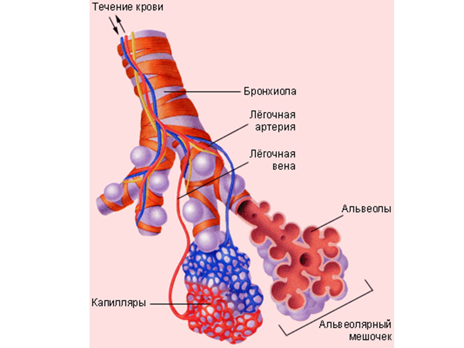 Презентація на тему «Процессы диффузии в организме человека» - Слайд #12 Презентація на тему «Процессы диффузии в организме человека» - Слайд #12