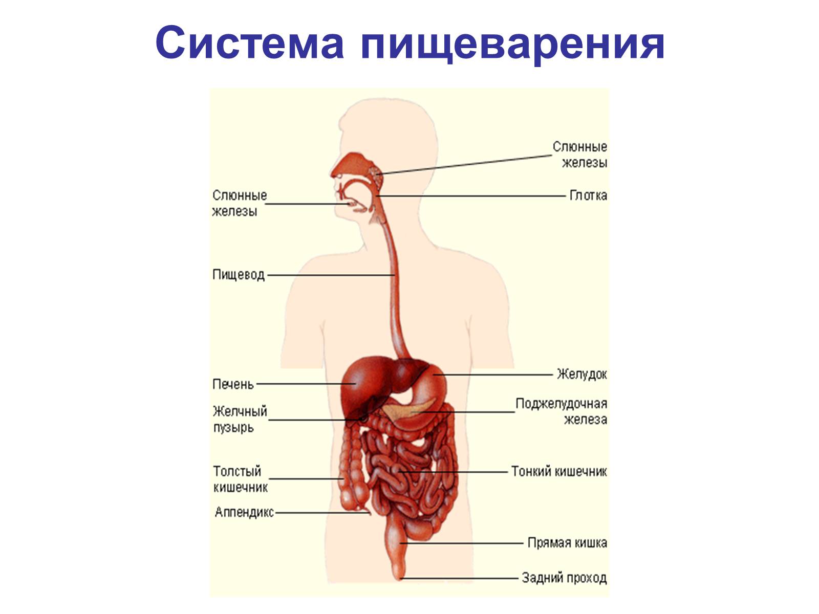 Презентація на тему «Процессы диффузии в организме человека» - Слайд #15 Презентація на тему «Процессы диффузии в организме человека» - Слайд #15