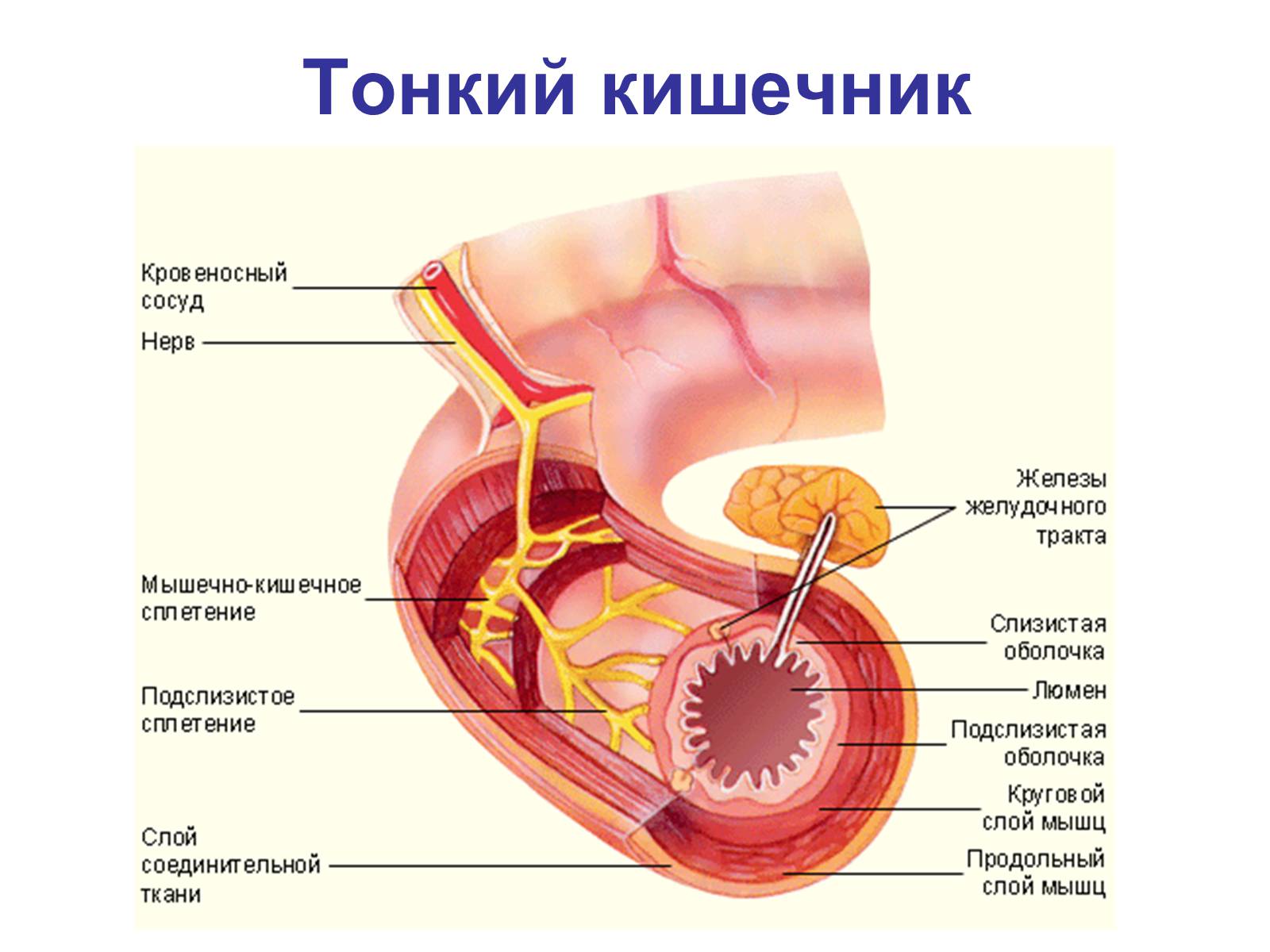 Презентація на тему «Процессы диффузии в организме человека» - Слайд #16 Презентація на тему «Процессы диффузии в организме человека» - Слайд #16