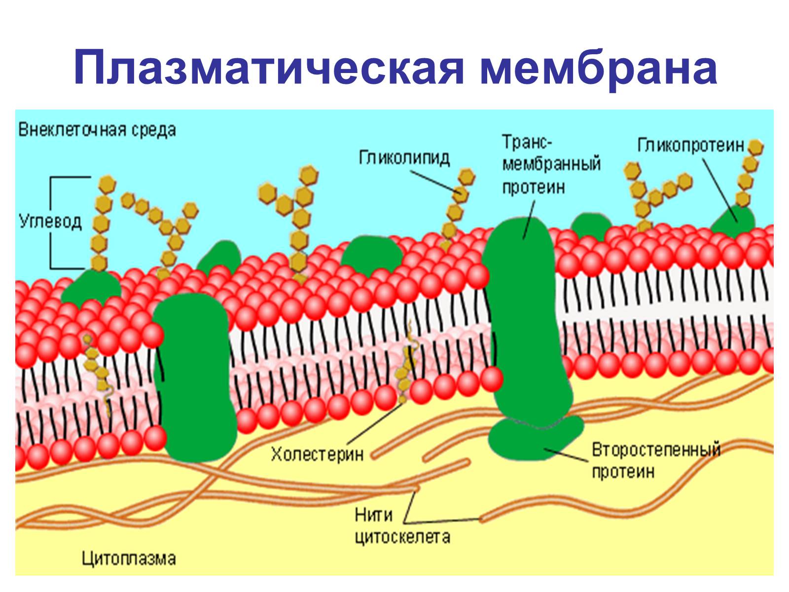 Презентація на тему «Процессы диффузии в организме человека» - Слайд #6 Презентація на тему «Процессы диффузии в организме человека» - Слайд #6