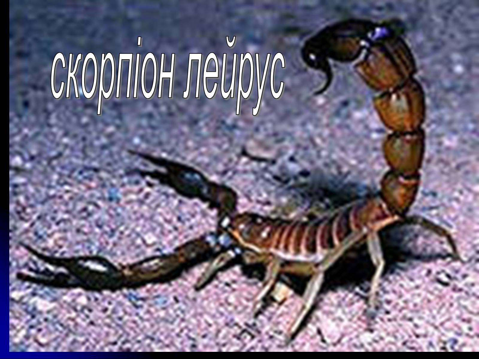 Презентація на тему «Павукоподібні (Arachnida)» - Слайд #12 Презентація на тему «Павукоподібні (Arachnida)» - Слайд #12