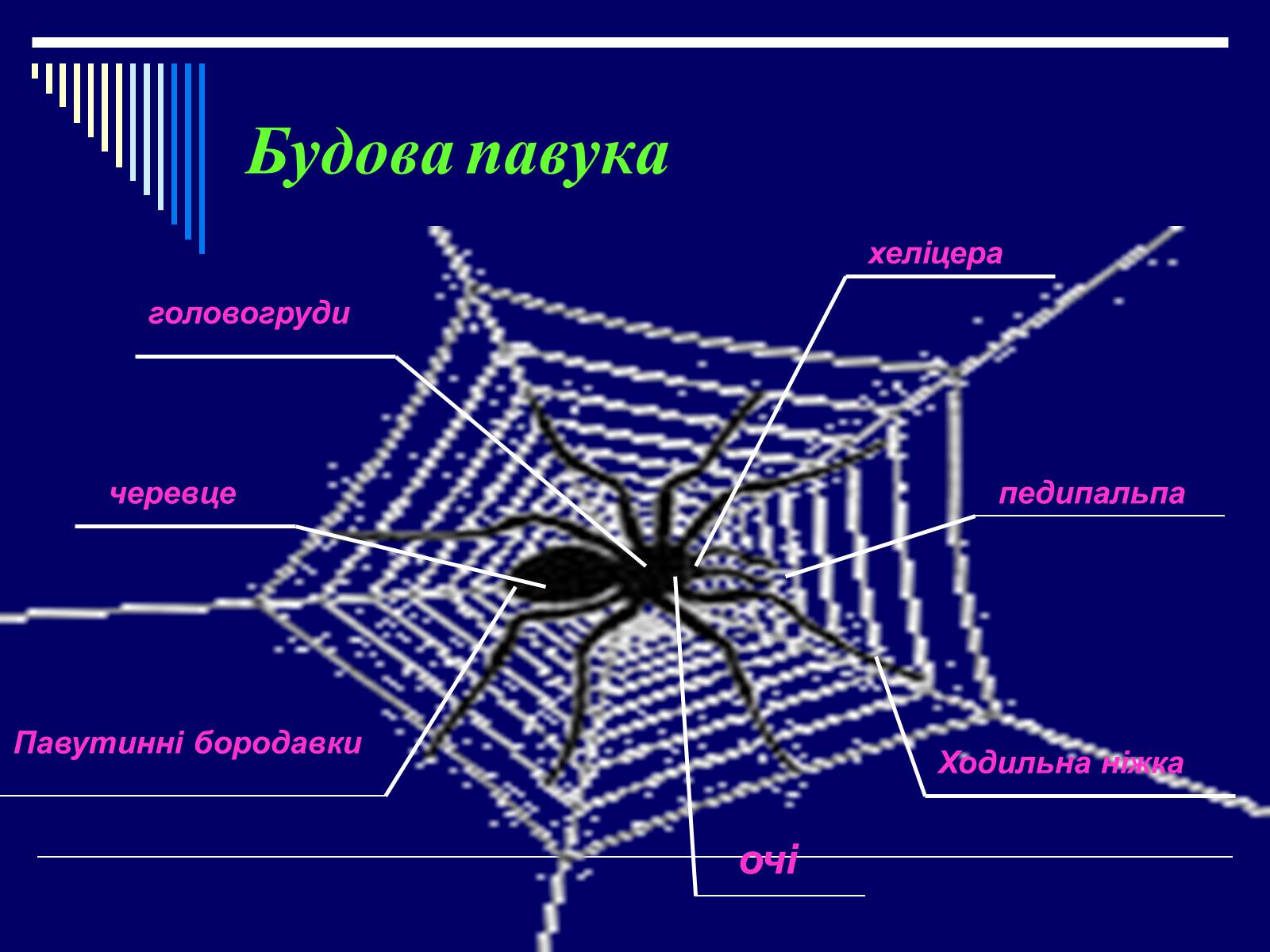 Презентація на тему «Павукоподібні (Arachnida)» - Слайд #2 Презентація на тему «Павукоподібні (Arachnida)» - Слайд #2